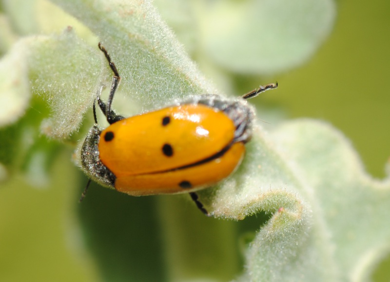 Lachnaia italica